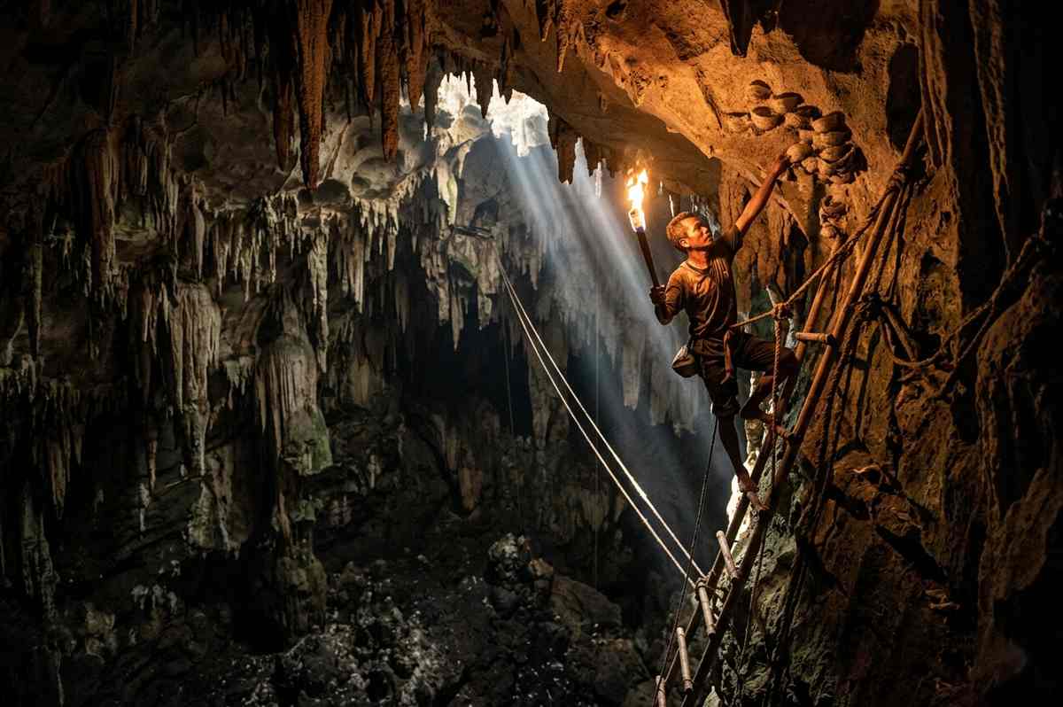 Harvesters collecting swiftlet nests in dark limestone cave using bamboo ladders and torches