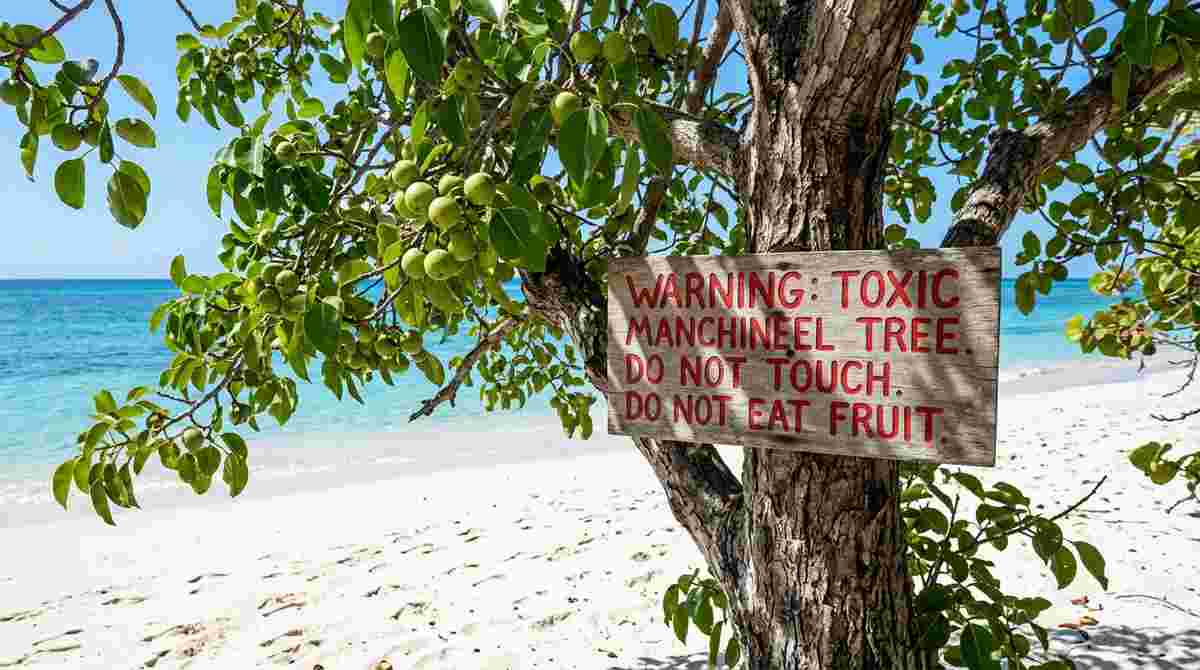 Manchineel tree on Caribbean beach with green apple-like fruits and warning sign on trunk